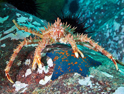 deep sea research an film production