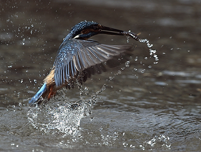 ROV Underwater Research