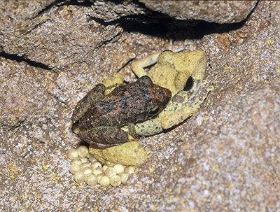 deep sea research an film production