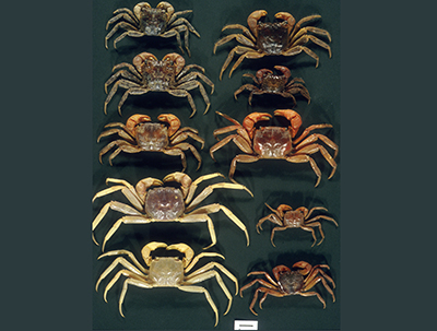 Endemic Crabs of Jamaica