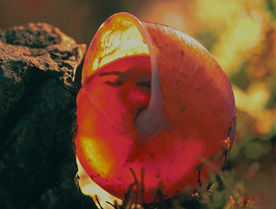 ROV Underwater Research