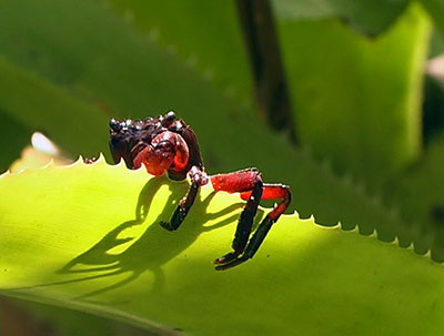 Underwater_Nature_Documentaries